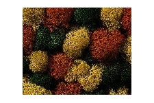 noch-08630-autumn-mix-lichen