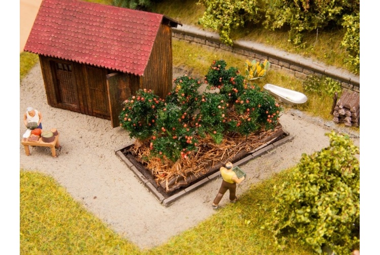 noch-13215-tomato-plants