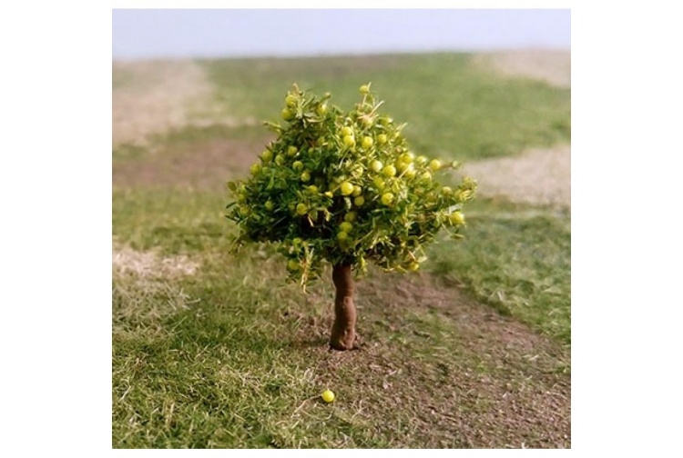 pear-tree_00966-800x800