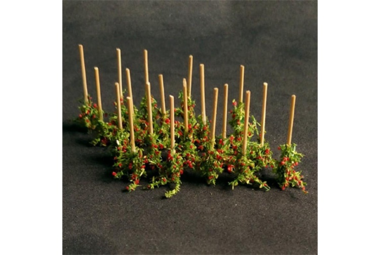 staked-tomato-plants-800x800