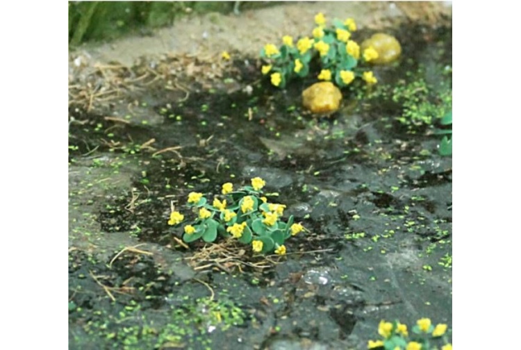 Tasma 00376 Marsh Marigold Plants 16