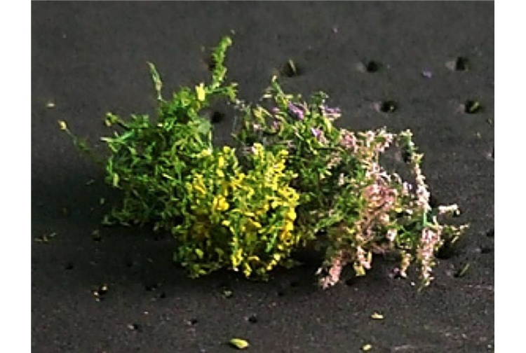 tasma-00906-flower-bushes