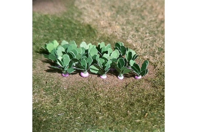 tasma-00984-turnips