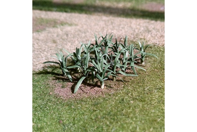 tasma-00985-leeks
