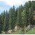 golden-valley-busch-6132-fir-spruce-trees