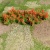 Tasma 00983 Red Poppies tasma-00983-red-poppies